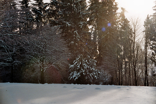Wald im Winter, schneebedeckte Bäume